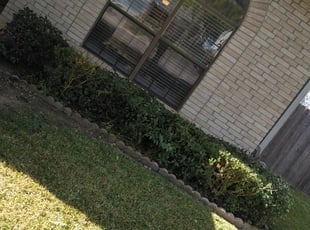 Bush Trimming by Danny Shipman for David S. in San Antonio, TX