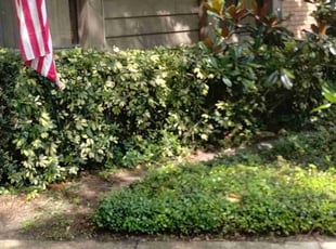 Bush Trimming by Willie Carmichael Jr for David H. in Longwood, FL