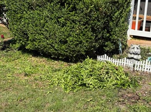 Bush Trimming by Shannan Ellette for Shawna R. in Norman, OK