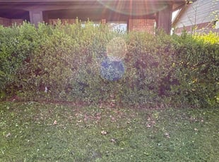Bush Trimming by Misti Jefferies for Russell R. in Norman, OK