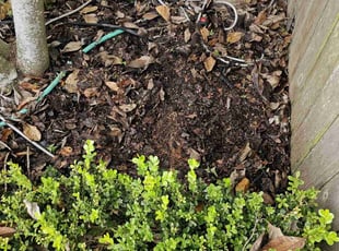 Weeding by Andrew Honeycutt for Courtland P. in New Orleans, LA