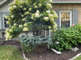 Bush Trimming by Connor Doyle for Andrew P. in Minneapolis, MN