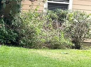 Bush Trimming by Raul Teniente for Michael S. in Bellaire, TX