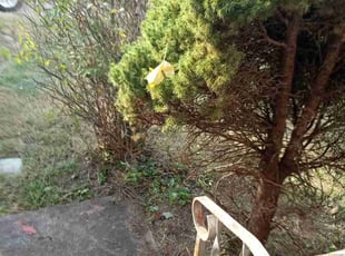 Cleanups by David Blevins II for Cindy M. in Dayton, OH
