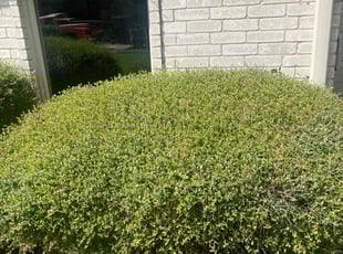 Bush Trimming by Anthony Simon for Justin L. in Spring, TX