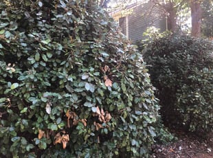 Bush Trimming by Erick G for Jonathan H. in Cary, NC