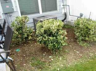 Bush Trimming by Peter Dean for Shelby B. in Durham, NC