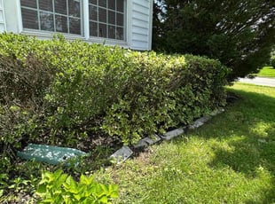 Bill B.'s Bush Trimming service result