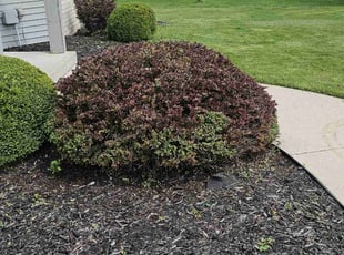 Bush Trimming by Robert Doedy for MaRico H. in Brown Deer, WI