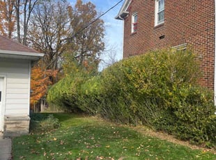 Bush Trimming by Demetrius Bennett Jr for Tammy T. in Richmond Heights, OH
