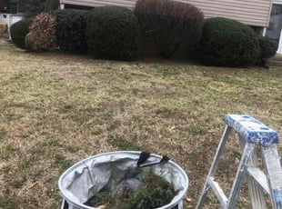Bush Trimming by David Featherstone for Teresa P. in Odenton, MD