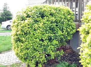 Bush Trimming by ALVAREZ LANDSCAPING LLC for Michael G. in Cherry Hill, NJ