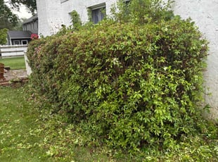 Bush Trimming by Michael Thompson for FRANCES E. in West Chester, PA