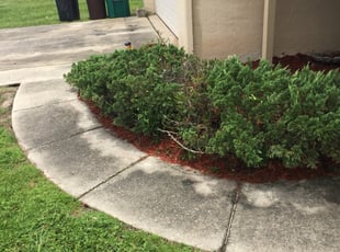 Mulching by Maria Mercedes Ortiz for Elesha U. in Kissimmee, FL