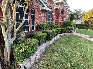 Lewis H.'s Bush Trimming service result