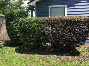 Bush Trimming by Kelvin Williams for Tori J. in Jacksonville, FL