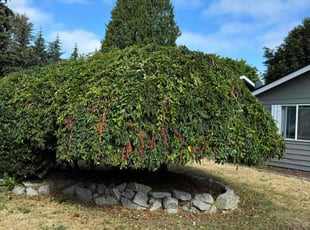 Bush Trimming by Erick Vasquez for Lindsey J. in Federal Way, WA