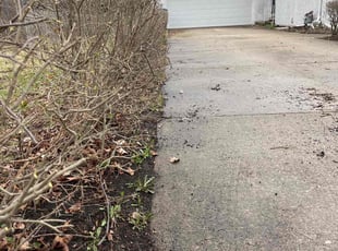 Bush Trimming by Rickey Grigler for YI Z. in Northbrook, IL