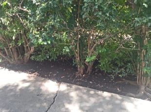 Cleanups by Mark Carrizales for Richard h. in San Antonio, TX