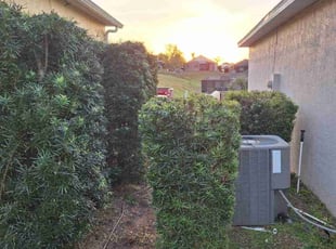 Bush Trimming by Angel Vazquez for Eric W. in Davenport, FL