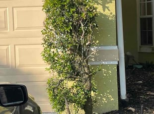 Bush Trimming by Victor Arroyo Cisneros for Joacim i. in Port St. Lucie, FL