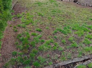 Leaf Removal by Brandon Wood for Louise S. in Spokane Valley, WA
