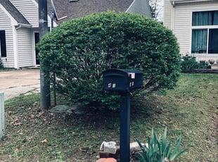 Bush Trimming by DAVID FOSTER for Harry M. in Newport News, VA