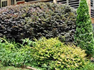 Weeding by Robert Bass for Jamaal C. in Decatur, GA