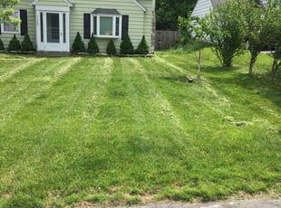 Patricia N.'s Yard Cutting service result