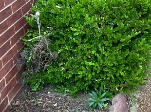 Cleanups by Roy Waddell for Latina T. in Memphis, TN