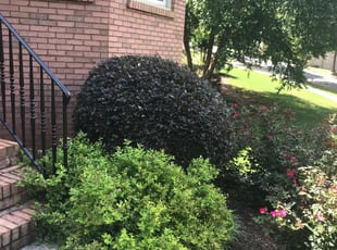 Bush Trimming by Hugo lopez for Jan E. in Kennesaw, GA