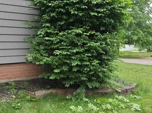 Bush Trimming by Peter Conley for Regina H. in Canton, OH