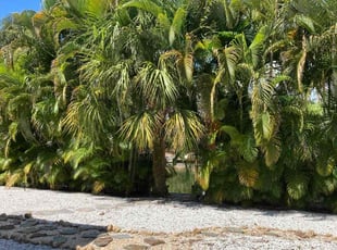 Bush Trimming by Robert Lee for Walter R. in Siesta Key, FL
