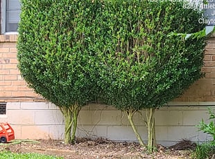 Bush Trimming by Jamie Paul for Briana G. in Jonesboro, GA