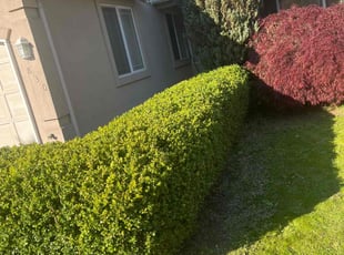 Bush Trimming by Jarred Carbajal for Obioma M. in Federal Way, WA