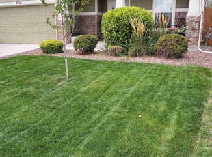 Bush Trimming by Tom Parker for Eric R. in Colorado Springs, CO