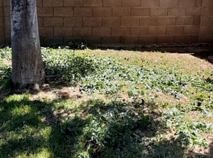 Cleanups by Toni Vaughn for Claire A. in Glendale, AZ