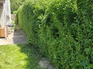 Bush Trimming by Edgar Hernandez for Jackie S. in Columbus, OH