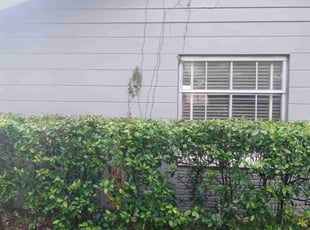 Bush Trimming by Marvel Carmichael for Julia S. in Winter Park, FL