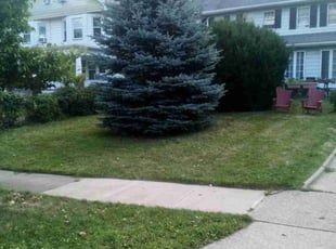 Terra C.'s Lawn Mowing service result