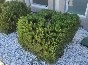 Bush Trimming by Chris Hawk for Gianna G. in Phoenix, AZ