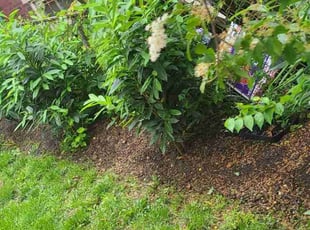 Weeding by Walter Mustafa for Nazanin R. in Washington, DC