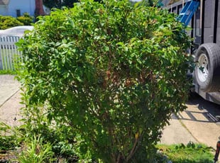 Bush Trimming by Edwin Villagran for Michelle D. in Rockville, MD