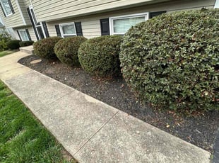 Bush Trimming by Fidel Rodriguez for Stephanie S. in Springfield, VA