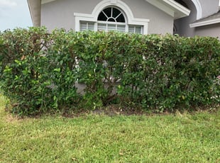 Bush Trimming by Stacia Beckford for Daphne O. in Zephyrhills, FL