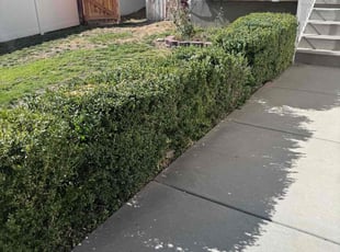 Bush Trimming by Crisbert MartΓnez for Aaron J. in Salt Lake City, UT