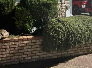 Bush Trimming by Danelle Soriano for Tamara J. in Citrus Heights, CA