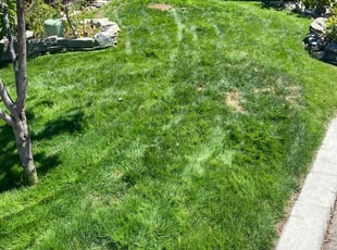 Judy W.'s Lawn Mowing Service service result