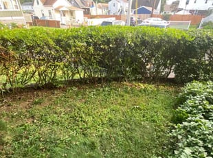 Bush Trimming by John Garrison for Mildred J. in Stratford, CT