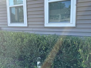 Bush Trimming by Rachel Lewis for Mario G. in Baltimore, MD